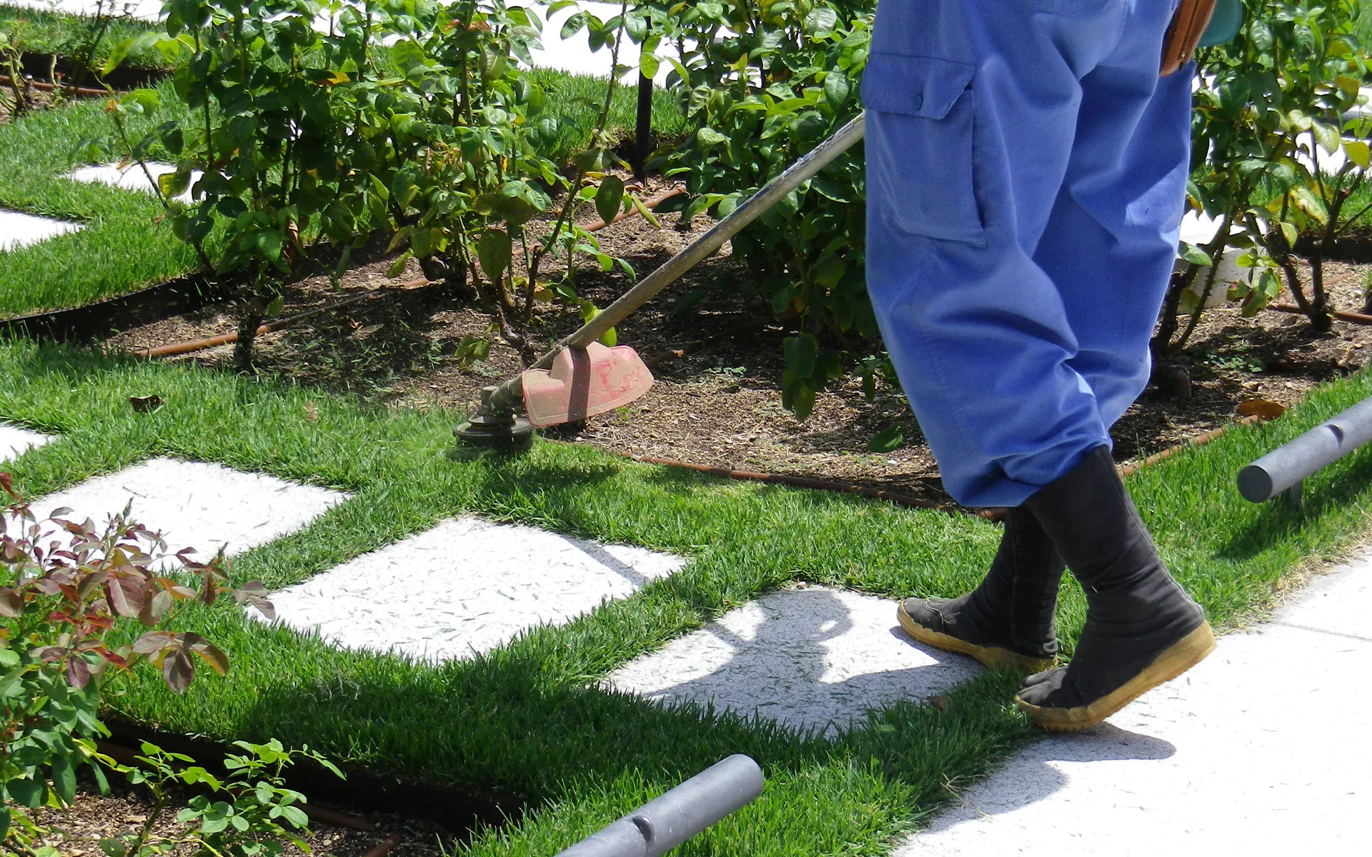 ミズノグリーン